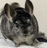 �`���`�����܂�����'�����n'�ɃV���f�����t�B�b�g? 495���l�𖣗��u�����ŗ��ނ�w�v�A�ق�SNS�y�b�g�L���l�CBEST3 