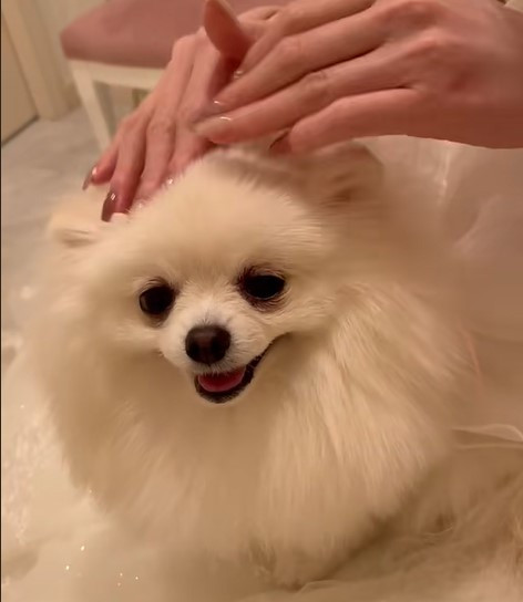 結婚式のリングドッグを務めたポメラニアン、参列者に挨拶しまくる姿に