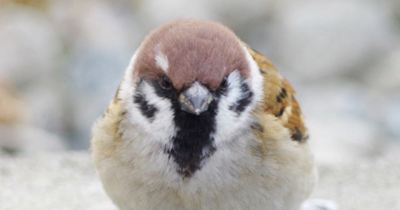 えっ!? 飛ばないのwww」スズメの全力疾走する姿に209万表示「どこいく