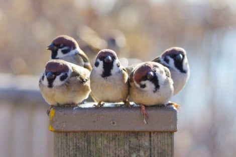 画像・写真 | 「えっ!? 飛ばないのwww」スズメの全力疾走する姿に209万