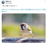 えっ!? 飛ばないのwww」スズメの全力疾走する姿に209万表示「どこいく