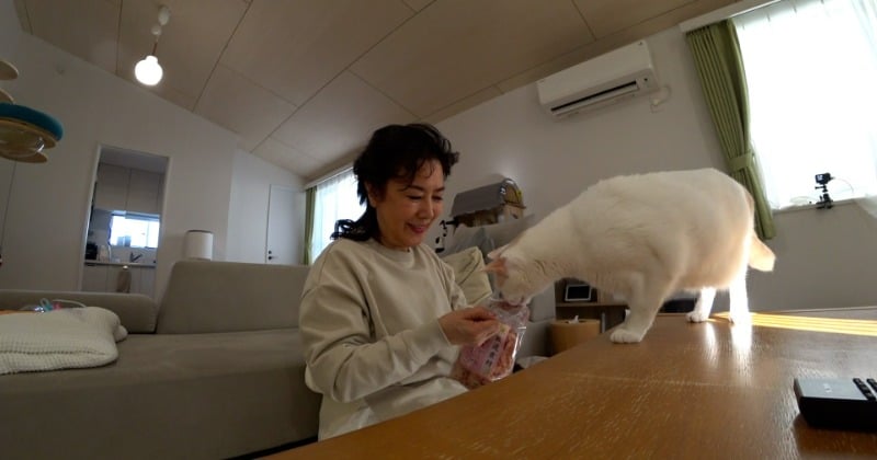 “36匹の猫”と暮らしていた名取裕子、サンシャイン池崎の自宅を訪問 野良猫にマル秘テクニックさく裂