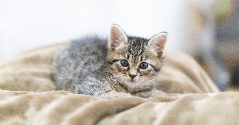 “猫自慢の会”に転生にゃんこも!「粋な演出」「猫さま勢揃いで眼福です」12匹の役名発表『べらぼう』