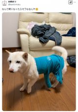 �ǂ����Ă����Ȃ�����? �Č��̐Q�N����390���\���u����������قǏ΂��܂����v�u�}�[���C�h??�v 