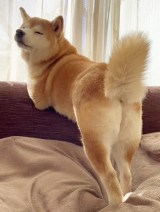 ���K�������c�g����Z�N�V�[�h�ȎČ��ɔ����u�}�������E�����R�[�v�u�\����|�[�Y���f�G�ł��v 