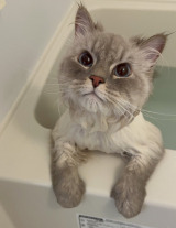 �w�@�Z���u�x�̃��f���L�A�g���f�B�Y�j�[������h�����V���b�g���b��u�����I�t�@�[�����Ⴄ�������ăh�L�h�L���Ă�v 