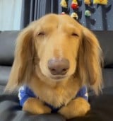 �炪�ʔ������c�i�ʐ^��X @siawase1717���j 