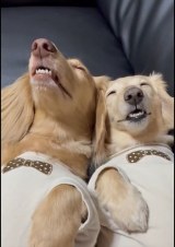 �ق�킩�o�� ��΂����Q��i�ʐ^��X @siawase1717���j 