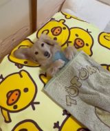 �����͂�̃h�b�N�t�[�h�����܂��Ă�����2�i�ʐ^��X @siawase1717���j 