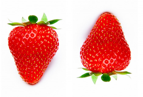 �{�̂������A�ǂ̂悤�ɐH�ׂ�̂��x�X�g�H 