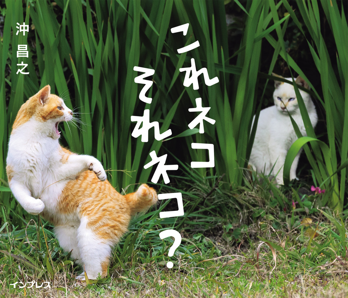 画像・写真 | “笑撃”のネコ写真「思わず二度見してしまう」 予測不能な愛くるしい姿に心奪われる瞬間を解禁 6枚目