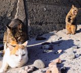 �g�Ό��h�̃l�R�ʐ^�u�v�킸��x�����Ă��܂��v �\���s�\�Ȉ����邵���p�ɐS�D����u�Ԃ����� 