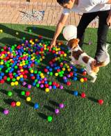 デコピンくん！ 大谷翔平の愛犬「デコピン」でブレーク 盛り上がり必至のおもちゃ再販