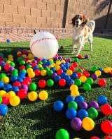 �f�R�s���A���o�[�c�ē́g�C�^�Y���h�{�[���Ŗ��׋C�ɗV�� ��J�ĕ������擊�e�u�f�R����A�勻���v�u�ē��܂�Ă�v 