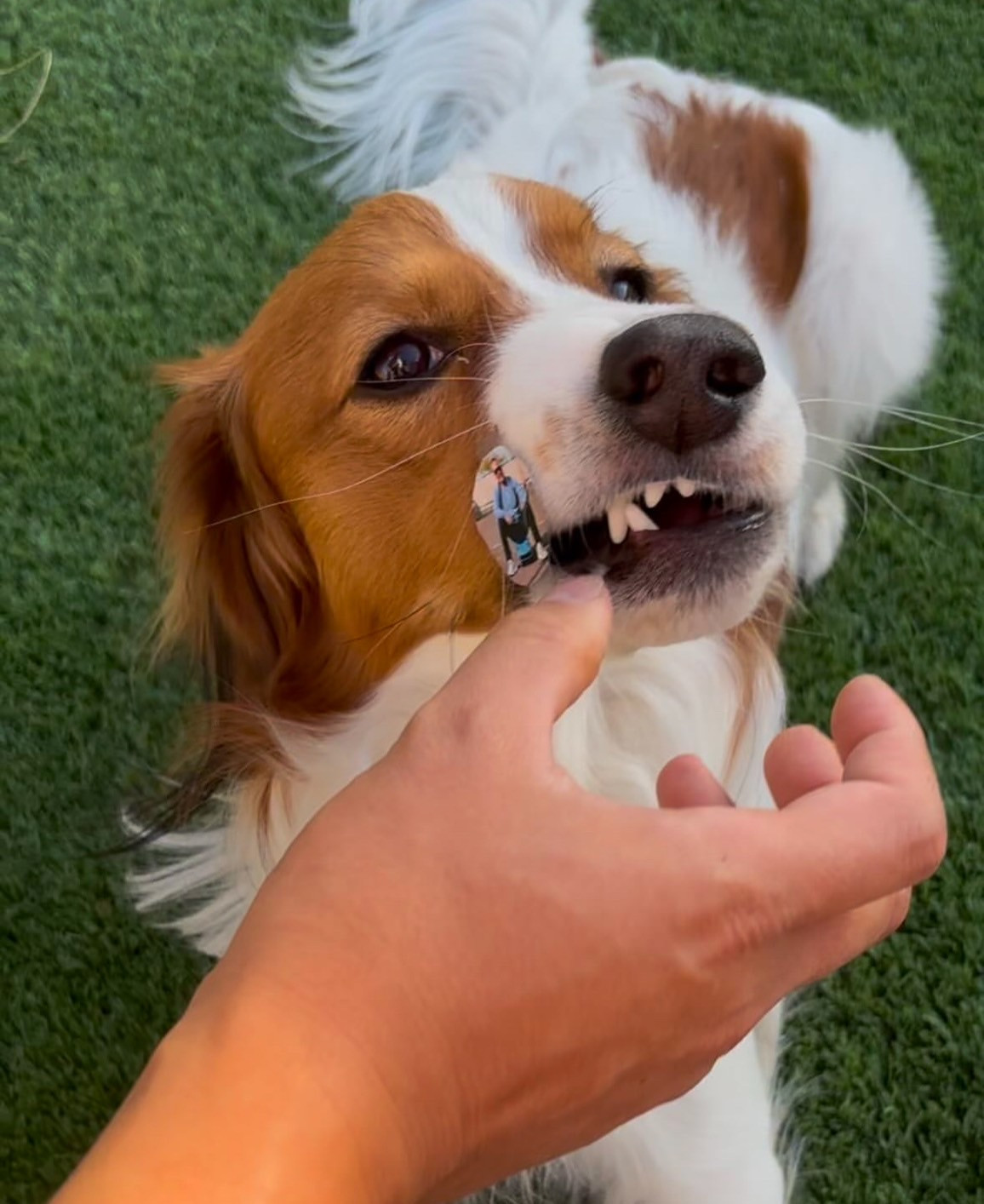 画像・写真 | デコピン、ロバーツ監督の“イタズラ”ボールで無邪気に