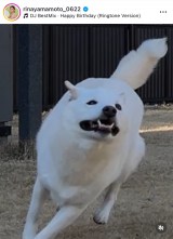 R{؃Aiu5΂jv(ʐ^̓CX^O @rinayamamoto_0622) 