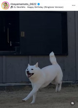 R{؃Aiu5΂jv(ʐ^̓CX^O @rinayamamoto_0622) 