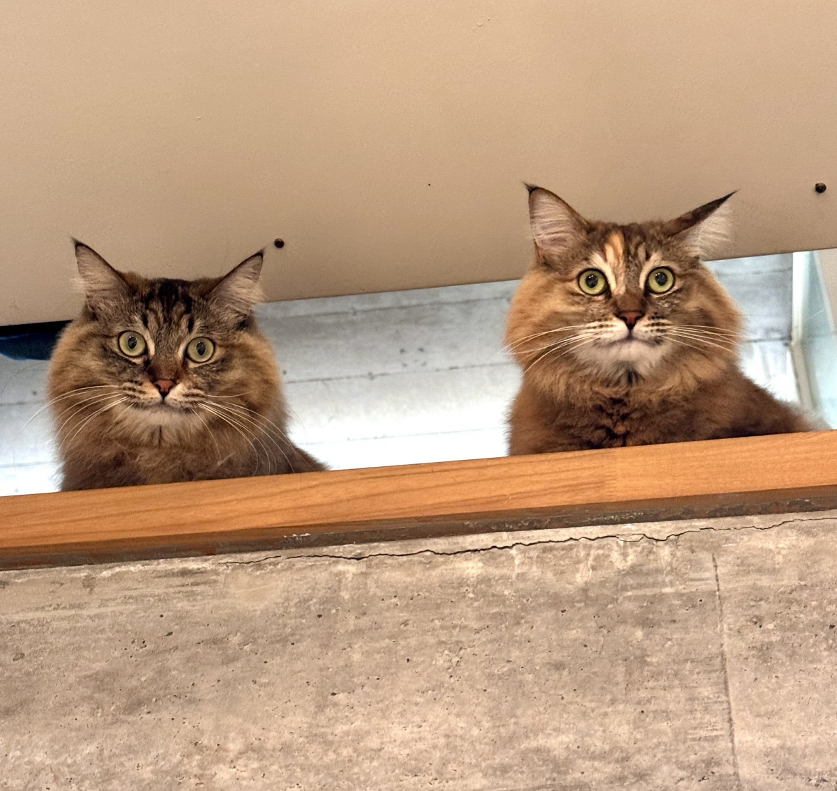 上田麗奈＆川島零士、猫談義 愛猫あめ＆りん雑誌登場！収録ページ公開