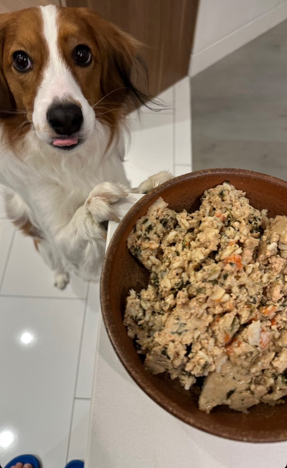 デコピンの“お食事ショット”公開 エサ入れは「山本由伸先生による超