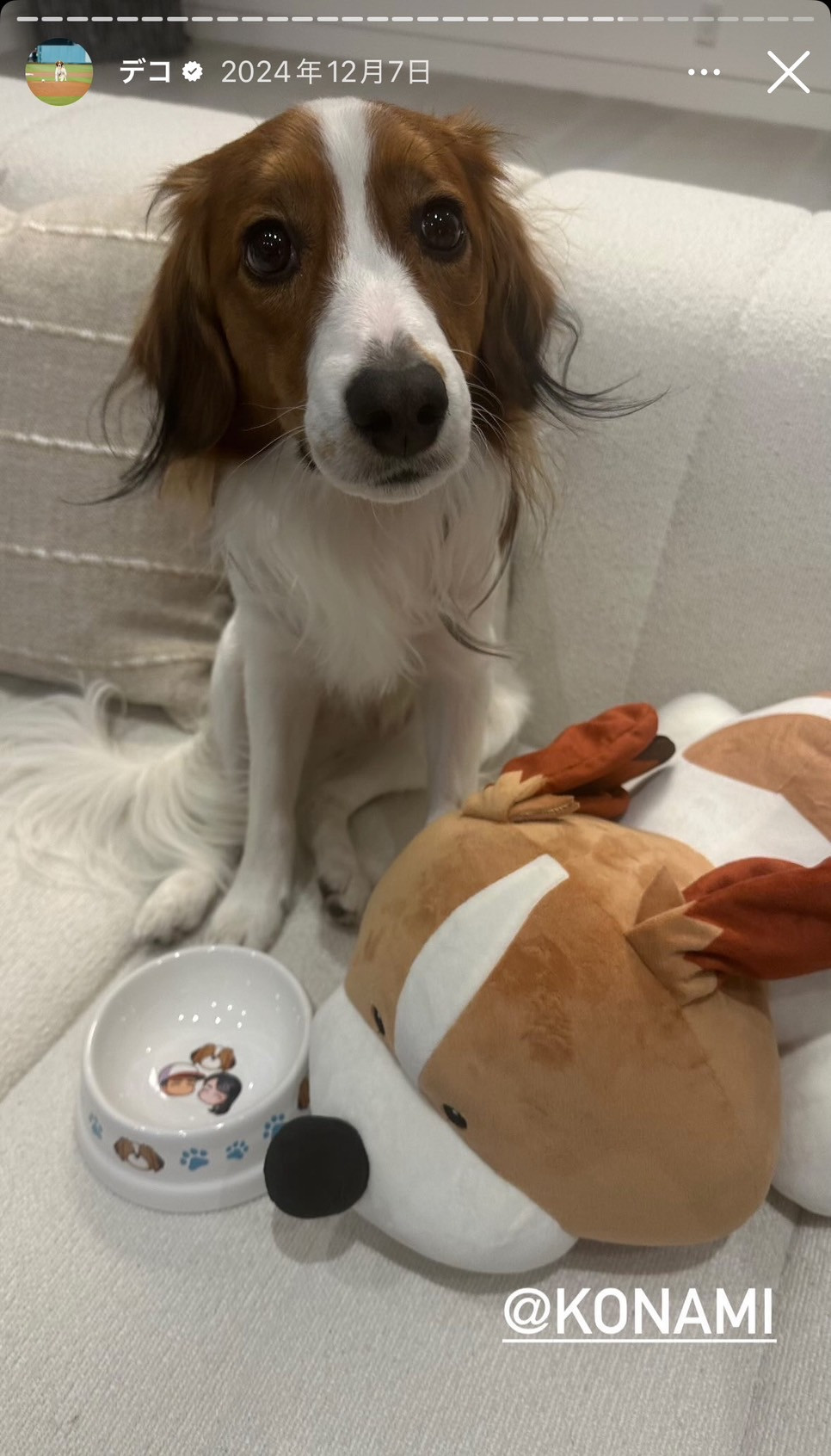 画像・写真 | デコピンの“お食事ショット”公開 エサ入れは「山本由伸