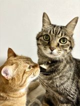 430���l���Ռ��A���L��19�΂�ڑO�Ɂg�v��ʕω��h�c�u�����B�撣����!!�v�u�L���ւ̏���!�v 