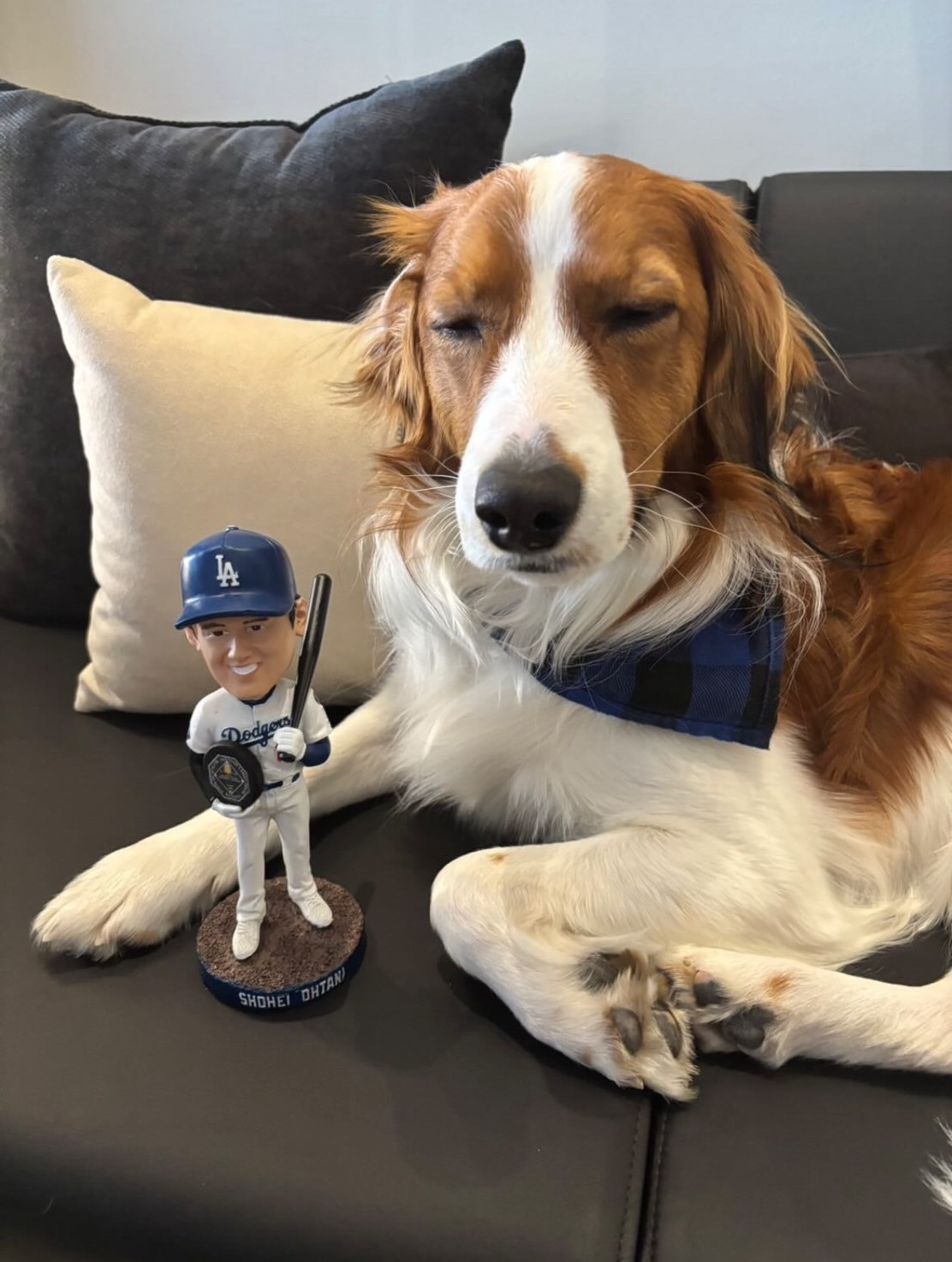 眠たげな表情”のデコピン 大谷翔平ボブルヘッドとの2ショット 眠たげな表情”のデコピン 大谷翔平ボブルヘッドとの2ショット