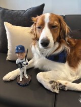 画像・写真 | デコピンに「最優秀“犬”」の特製クッキー SNSは