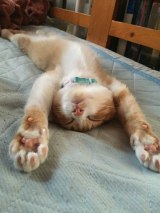 �i�摜�񋟁F������������@zakkimerukari�j 