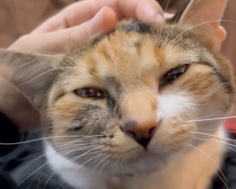 �i�摜�񋟁F�O�єL���͂��̕�������@mikenokohaku�j 