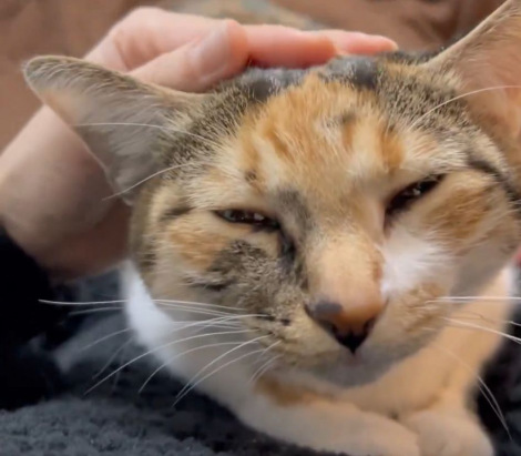 �i�摜�񋟁F�O�єL���͂��̕�������@mikenokohaku�j 