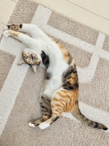 �i�摜�񋟁F�O�єL���͂��̕�������@mikenokohaku�j 