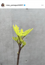 �R�������u�C�`�W�N���t�ɂȂ�萁���܂����v�@�i�ʐ^�̓C���X�^�O���� ��moe_yamaguchi0611 ���j 