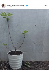 �R�������u�C�`�W�N���t�ɂȂ�萁���܂����v�@�i�ʐ^�̓C���X�^�O���� ��moe_yamaguchi0611 ���j 