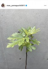 �R�������u�C�`�W�N���t�ɂȂ�萁���܂����v�@�i�ʐ^�̓C���X�^�O���� ��moe_yamaguchi0611 ���j 