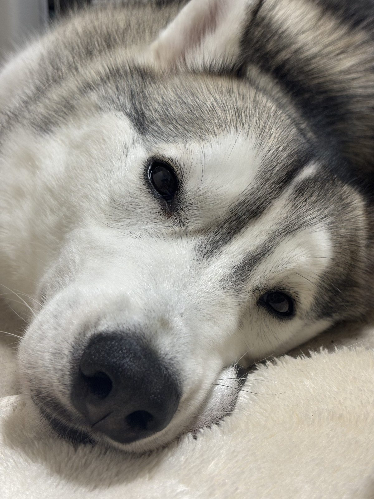 nXL[߂(ʐ^@husky_0319) 