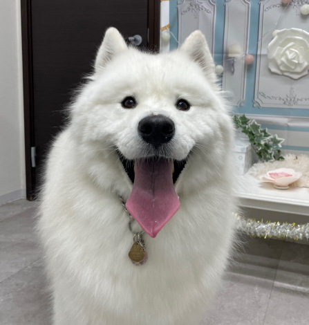 ͂iʐ^@kohaku_Samoyedj 
