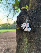 ����J�i�i�ʐ^�̓C���X�^�O�������j 