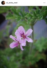 ��Y�V�u�킪�Ƃ̏����ȏ����ȐA�����Ń��[�Y�[���j�E���J�ԁv�@�i�ʐ^�̓C���X�^�O���� @el_arata_nest ���j�@ 