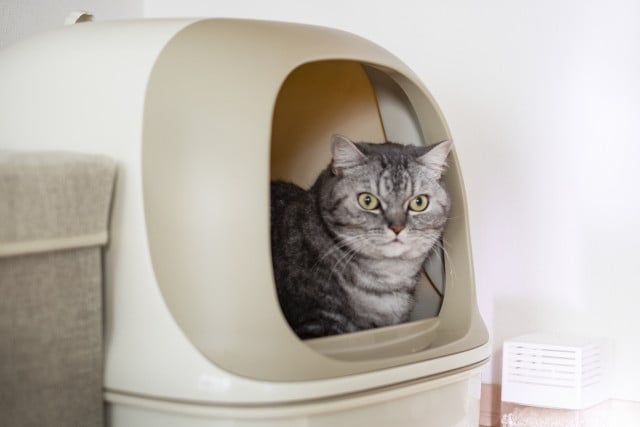ハイテクな全自動猫トイレは日常に欠かせないアイテムだった ハイテクな全自動猫トイレは日常に欠かせないアイテムだった