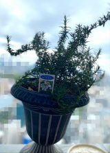 ��薃���u�C�������Ȃƃx�����_�Ń����`�v�i�ʐ^�̓u���O���j 