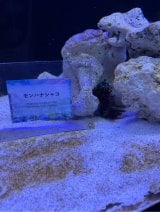 �S�[���f���E�B�[�N�ɉƑ��Ő����قɏo�����������^���@�i�ʐ^�̓u���O���j 