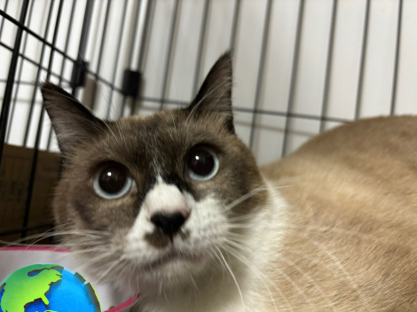 �i�摜�񋟁F���݃p������@aims2koz�j 