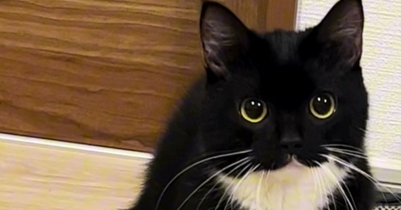 愛猫が夜中に“こっそり”二足歩行で確認 飼い主がとらえた「暗視カメラ