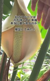 JԂXẻԁB̖_̎ũt[cvɁB̂Ɓcʐ^@bloomingscape 