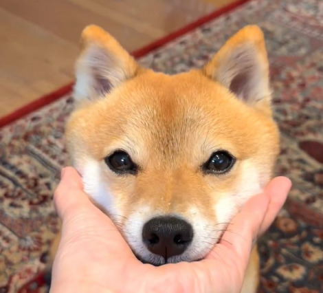 �u���ă^�}�v���񓊍e���i�ʐ^��@mameshiba__tama���j 