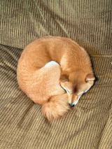 �u���ă^�}�v���񓊍e���i�ʐ^��@mameshiba__tama���j 