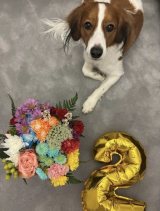 デコピン2歳！伊藤園が“大谷ファミリー”再現して祝福「華やかにお祝い