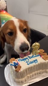 2�΁E�f�R�s���ɍ��ؒa�����P�[�L �g������������h�ɔ����u�ꐶ������v�u�t�K�t�K���O���O���Ă��܂��v 