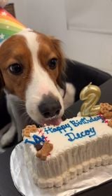 �f�R�s��(�ʐ^�͑�J�ĕ��̃C���X�^�O����:@shoheiohtani���) 