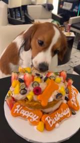 �f�R�s��(�ʐ^�͑�J�ĕ��̃C���X�^�O����:@shoheiohtani���) 